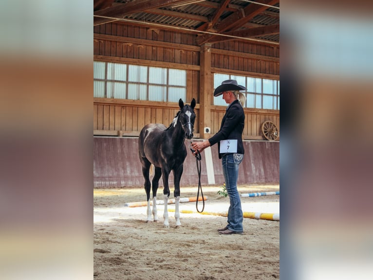 American Paint Horse Stute 1 Jahr Schecke in Haldenwang