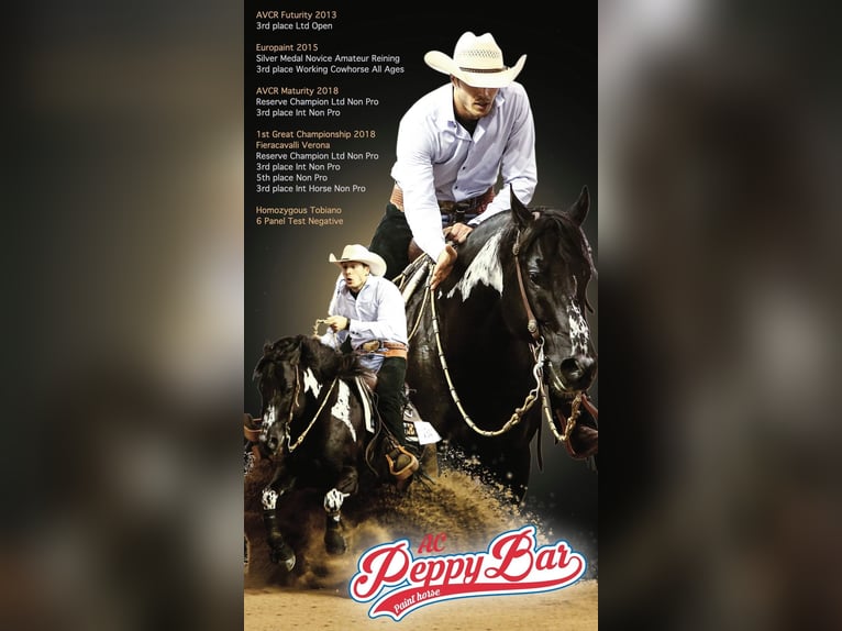 American Paint Horse Stute 1 Jahr Schecke in Boccaleone