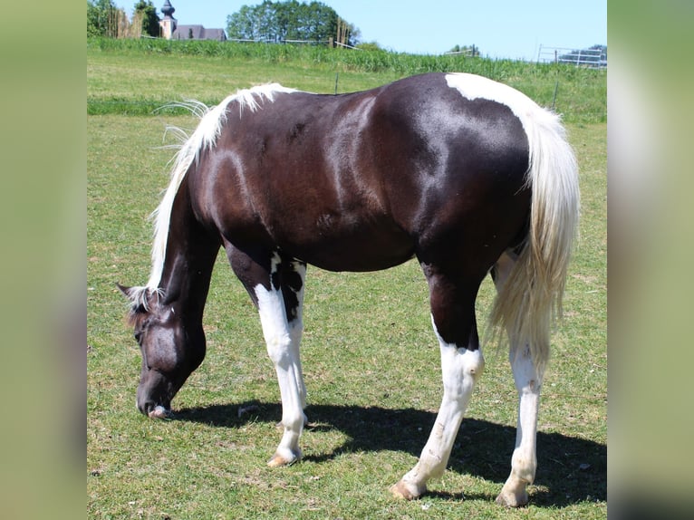 American Paint Horse Stute 1 Jahr Tobiano-alle-Farben in Neukirchen bei Lambach