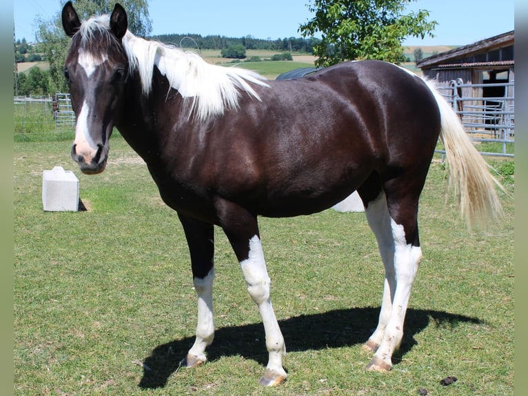 American Paint Horse Stute 1 Jahr Tobiano-alle-Farben in Neukirchen bei Lambach