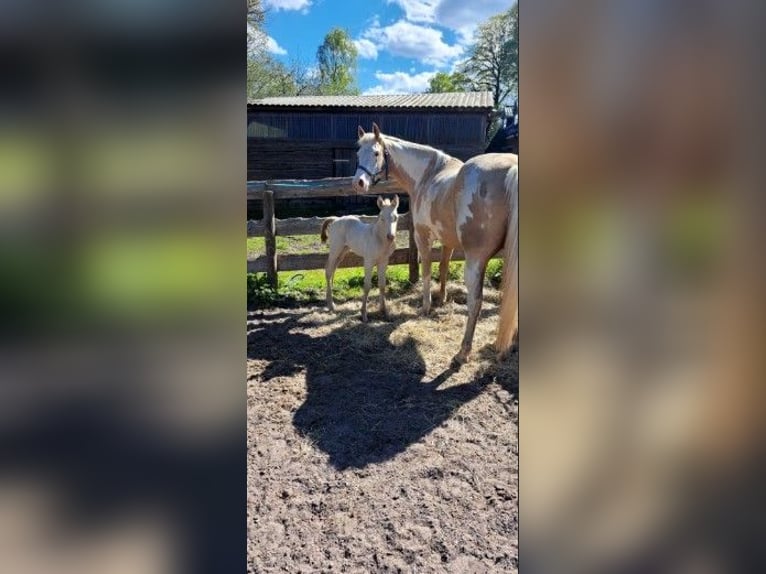 American Paint Horse Stute 1 Jahr in Ratekau