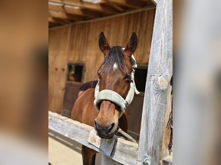American Paint Horse Mix Stute 21 Jahre 150 cm Brauner in Wetzawinkel