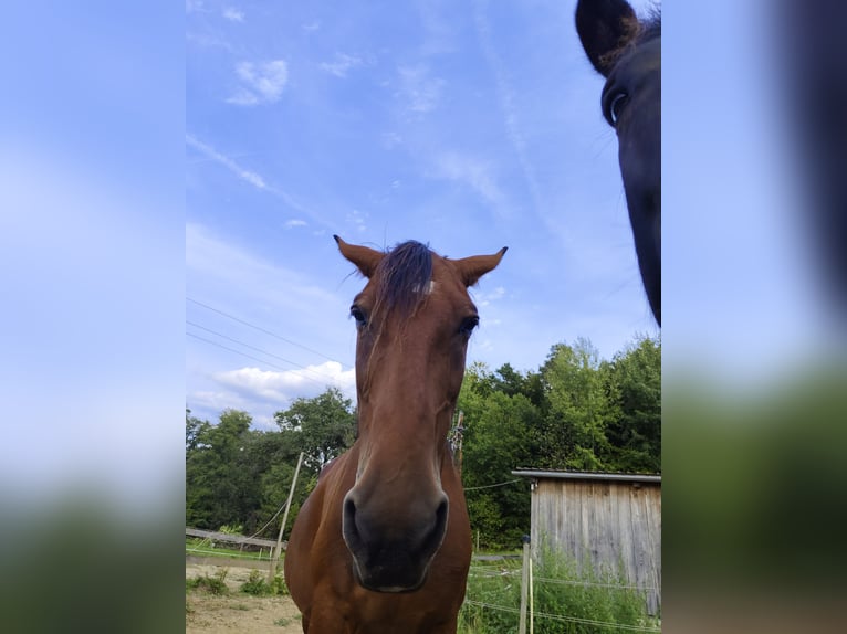 American Paint Horse Stute 22 Jahre 150 cm Brauner in Wetzawinkel