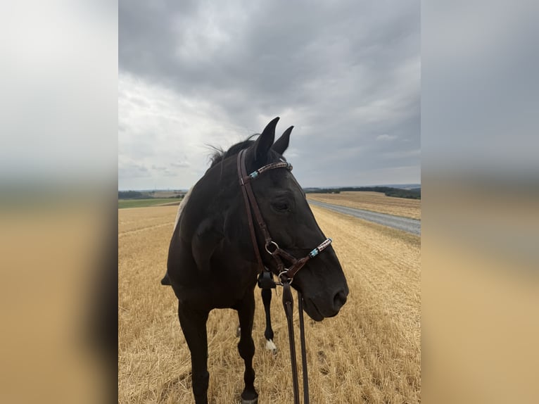 American Paint Horse Stute 25 Jahre Rappe in Lohr am Main