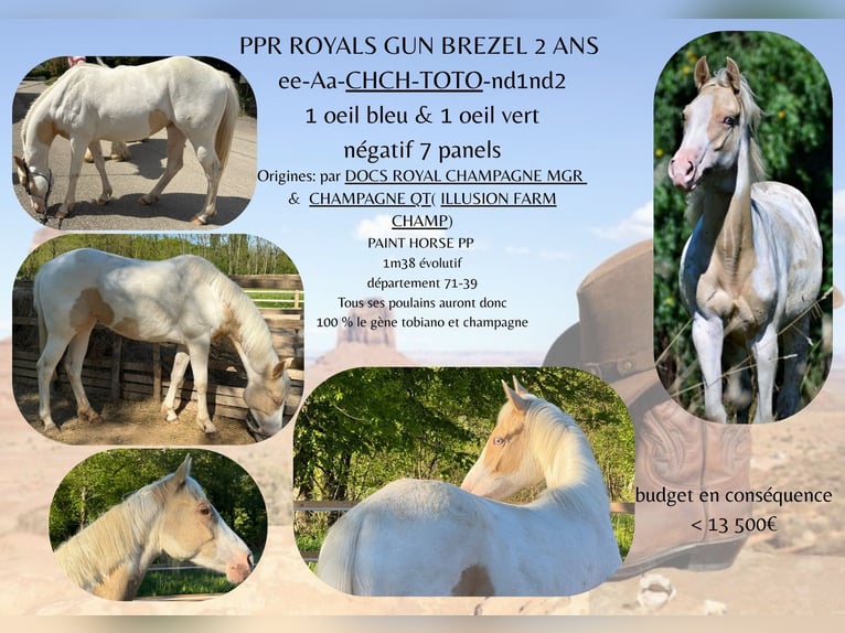 American Paint Horse Stute 2 Jahre 138 cm Tobiano-alle-Farben in Pierre-de-Bresse