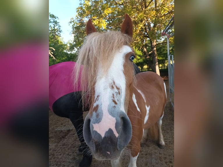American Paint Horse Mix Stute 2 Jahre 138 cm Tovero-alle-Farben in Bad Mergentheim