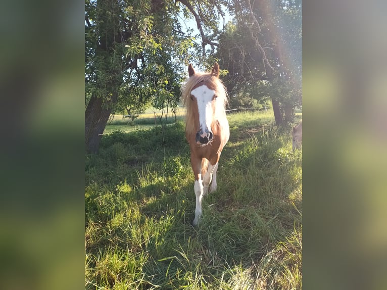 American Paint Horse Mix Stute 2 Jahre 138 cm Tovero-alle-Farben in Bad Mergentheim