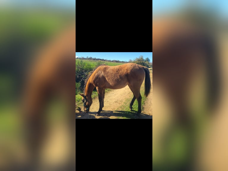 American Paint Horse Stute 2 Jahre 140 cm Braunfalbschimmel in Massiac