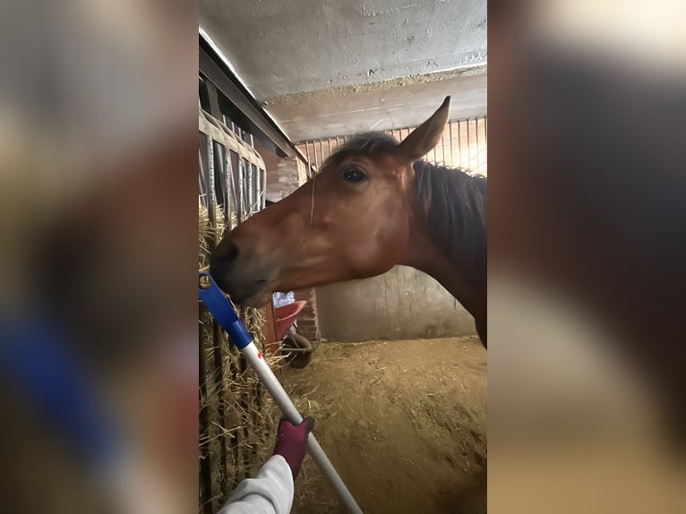 American Paint Horse Mix Stute 2 Jahre 140 cm Fuchs in Metterich