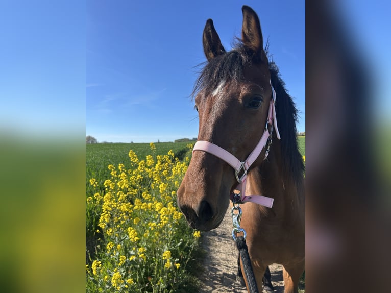 American Paint Horse Mix Stute 2 Jahre 140 cm Fuchs in Metterich