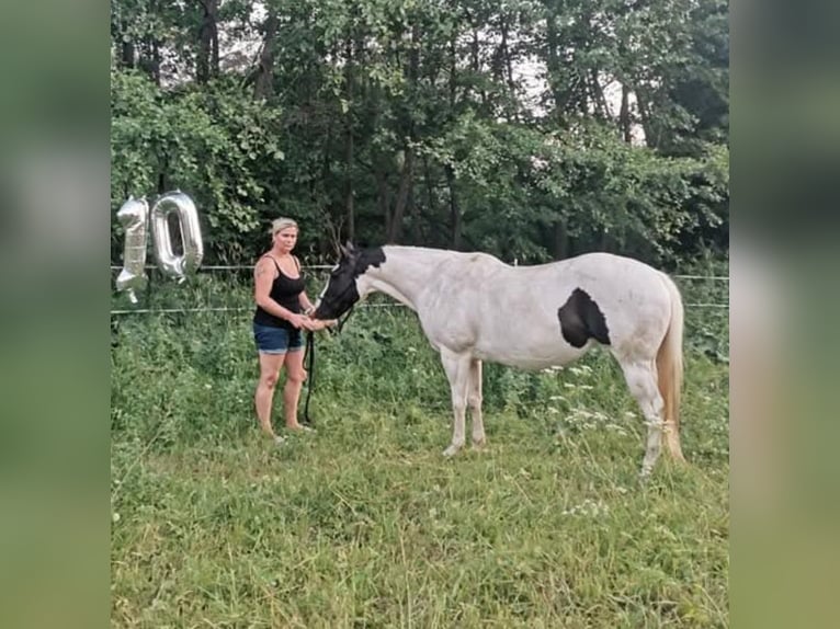 American Paint Horse Stute 2 Jahre 140 cm Tobiano-alle-Farben in Procious