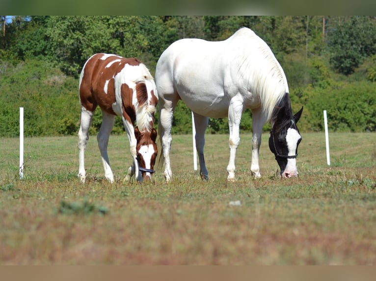 American Paint Horse Stute 2 Jahre 140 cm Tobiano-alle-Farben in Procious