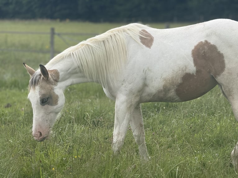 American Paint Horse Stute 2 Jahre 141 cm Buckskin in Bossieu
