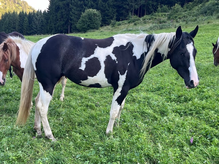 American Paint Horse Stute 2 Jahre 144 cm Tobiano-alle-Farben in Traunkirchenraunkirchen