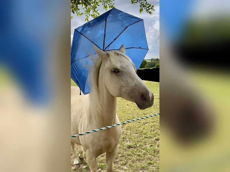 American Paint Horse Mix Stute 2 Jahre 145 cm Palomino in Halver