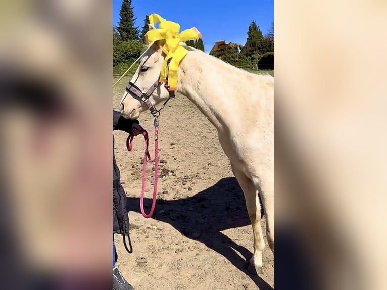 American Paint Horse Mix Stute 2 Jahre 145 cm Palomino in Halver