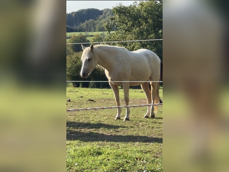 American Paint Horse Stute 2 Jahre 145 cm Palomino in Halver