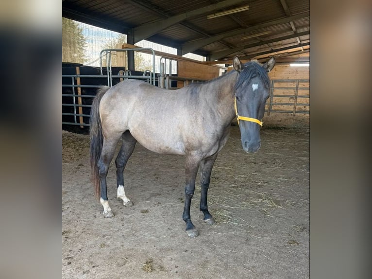 American Paint Horse Stute 2 Jahre 146 cm Grullo in Daleiden