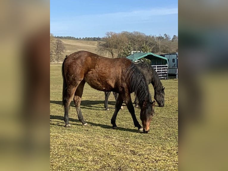 American Paint Horse Stute 2 Jahre 150 cm Brauner in Bad Colberg