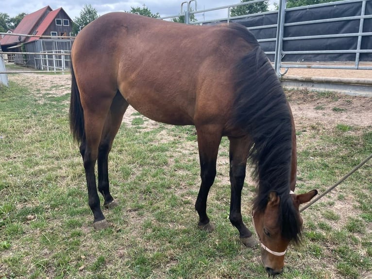 American Paint Horse Stute 2 Jahre 150 cm Brauner in Bad Colberg