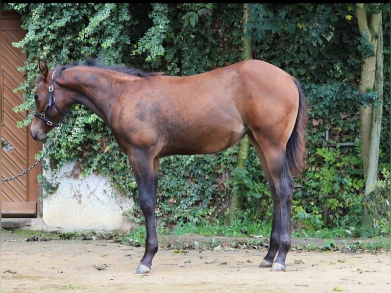 American Paint Horse Stute 2 Jahre 150 cm Brauner in Bad Colberg