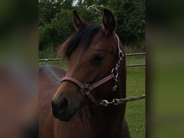 American Paint Horse Stute 2 Jahre 150 cm Brauner in Bad Colberg