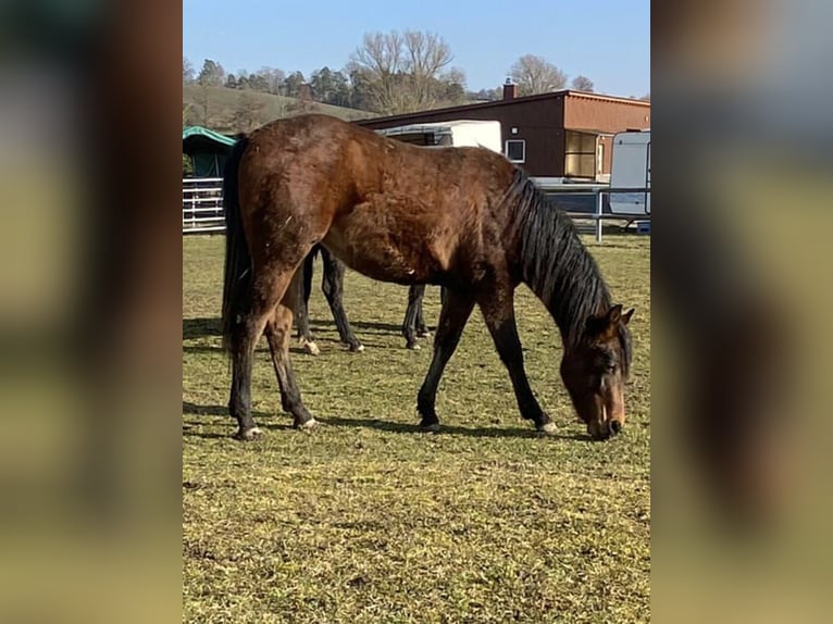 American Paint Horse Stute 2 Jahre 150 cm Brauner in Bad Colberg