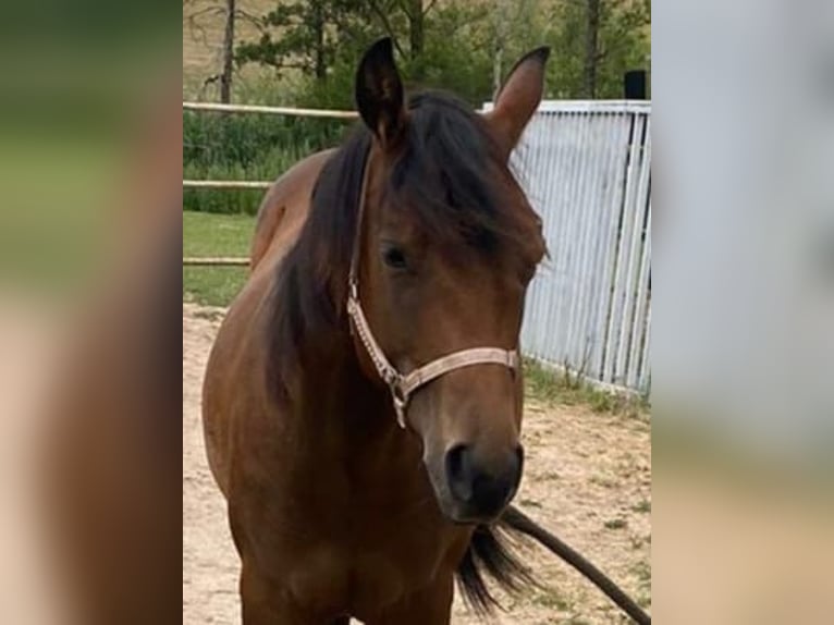 American Paint Horse Stute 2 Jahre 150 cm Brauner in Bad Colberg