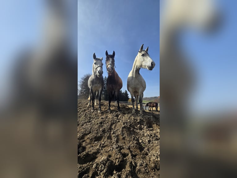 American Paint Horse Mix Stute 2 Jahre 150 cm Braunfalbschimmel in Niederrieden