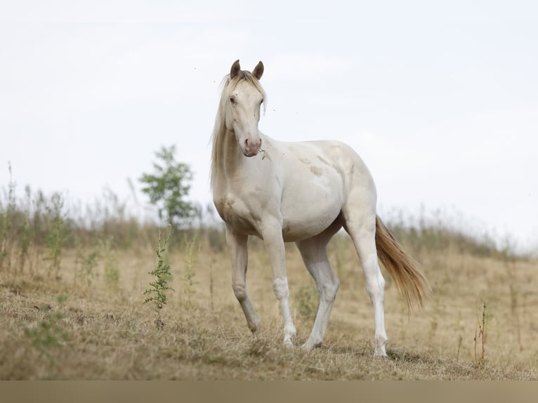 American Paint Horse Stute 2 Jahre 150 cm Champagne in Rödinghausen