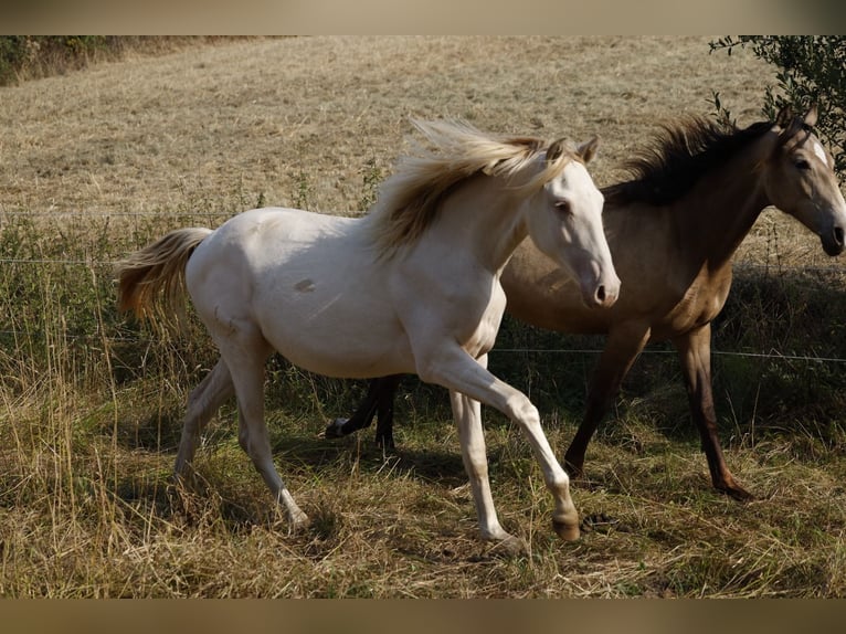 American Paint Horse Stute 2 Jahre 150 cm Champagne in Rödinghausen