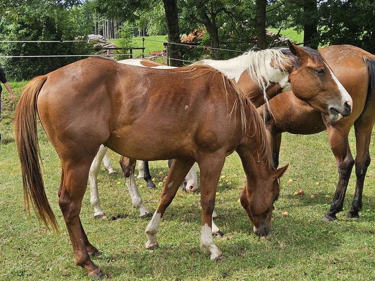 American Paint Horse Stute 2 Jahre 150 cm Fuchs in Eggenthal