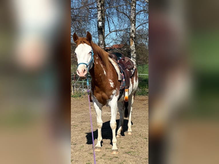 American Paint Horse Stute 2 Jahre 150 cm Overo-alle-Farben in Pfaffing