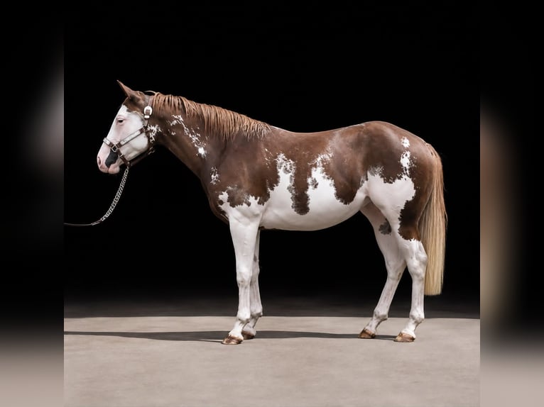 American Paint Horse Stute 2 Jahre 150 cm Overo-alle-Farben in Pfaffing