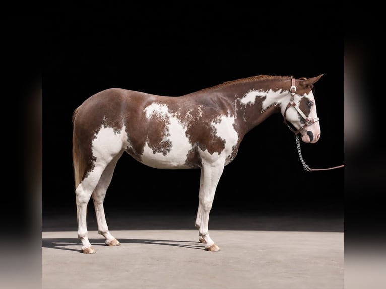American Paint Horse Stute 2 Jahre 150 cm Overo-alle-Farben in Pfaffing
