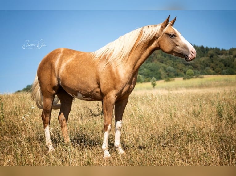 American Paint Horse Stute 2 Jahre 150 cm Palomino in Aschaffenburg