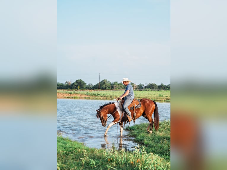 American Paint Horse Stute 2 Jahre 150 cm Rotbrauner in Normangee