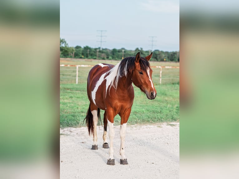 American Paint Horse Stute 2 Jahre 150 cm Rotbrauner in Normangee