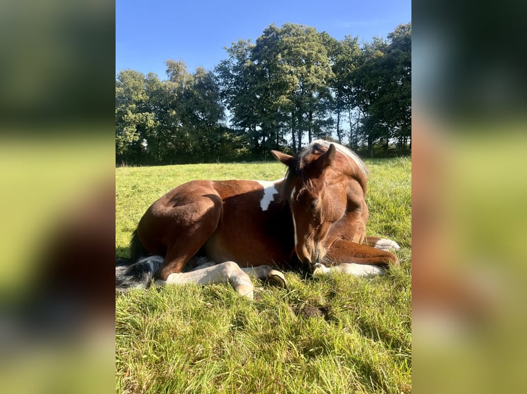 American Paint Horse Stute 2 Jahre 150 cm Tobiano-alle-Farben in Osterholz-Scharmbeck