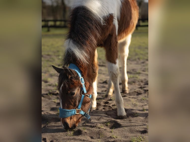 American Paint Horse Stute 2 Jahre 150 cm Tobiano-alle-Farben in Osterholz-Scharmbeck