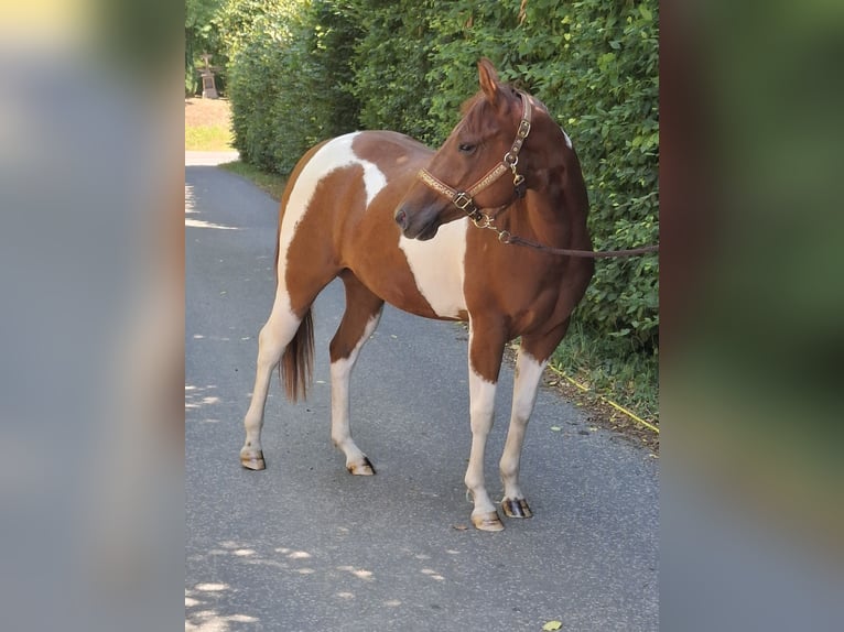 American Paint Horse Stute 2 Jahre 152 cm Tobiano-alle-Farben in Kruchten