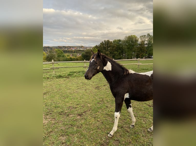 American Paint Horse Stute 2 Jahre 155 cm Tobiano-alle-Farben in Bad Wünnenberg