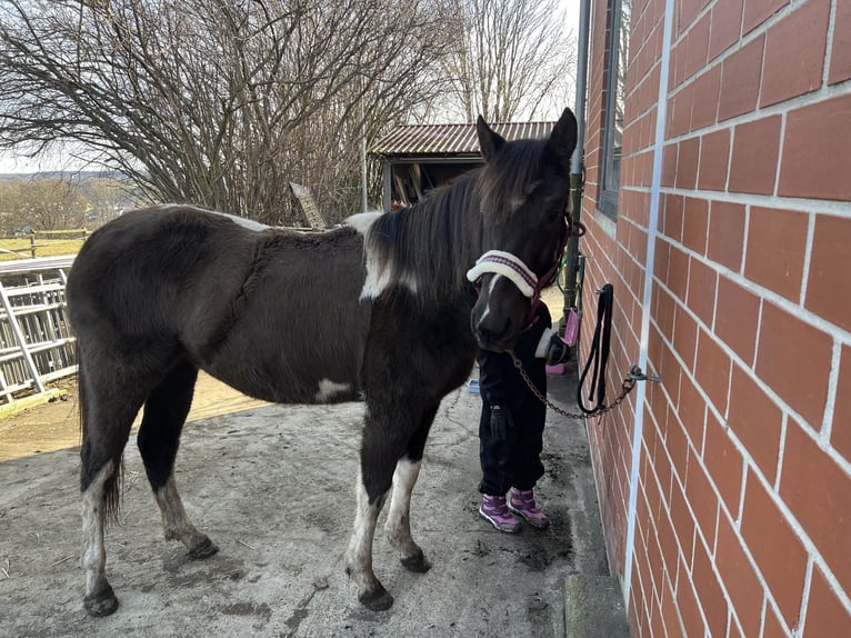 American Paint Horse Stute 2 Jahre 155 cm Tobiano-alle-Farben in Bad Wünnenberg