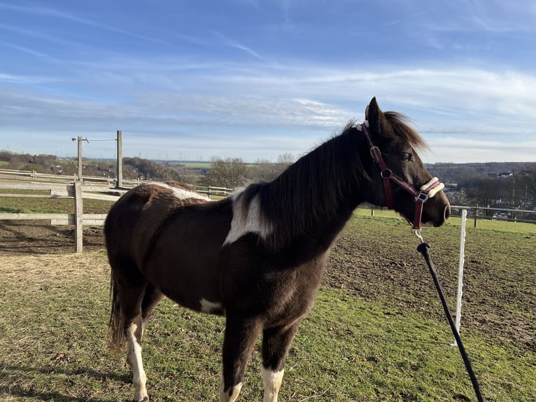 American Paint Horse Stute 2 Jahre 155 cm Tobiano-alle-Farben in Bad Wünnenberg