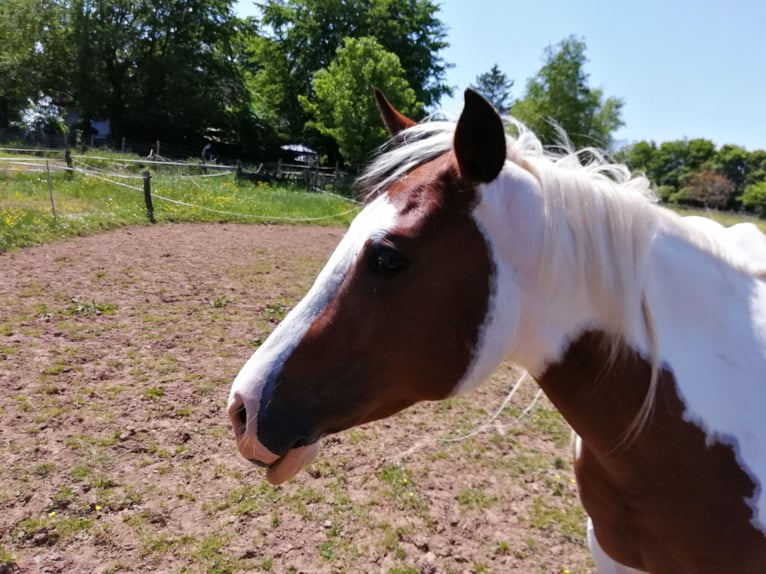 American Paint Horse Stute 2 Jahre 160 cm Dunkelbrauner in Hellenthal