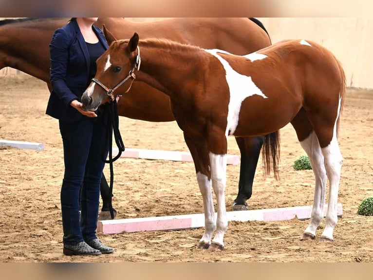 American Paint Horse Stute 2 Jahre 160 cm Tobiano-alle-Farben in Aurach Am Hangar
