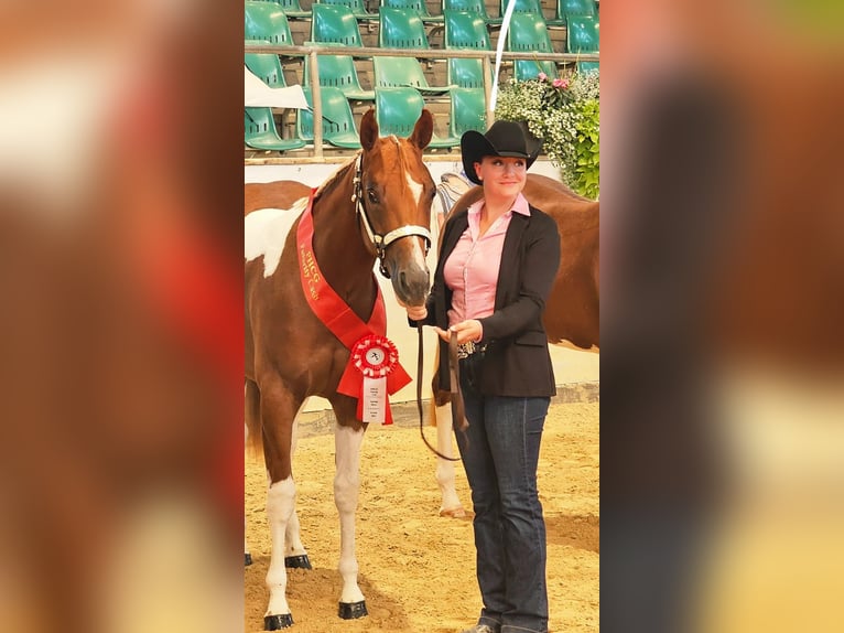 American Paint Horse Stute 2 Jahre 160 cm Tobiano-alle-Farben in Aurach Am Hangar