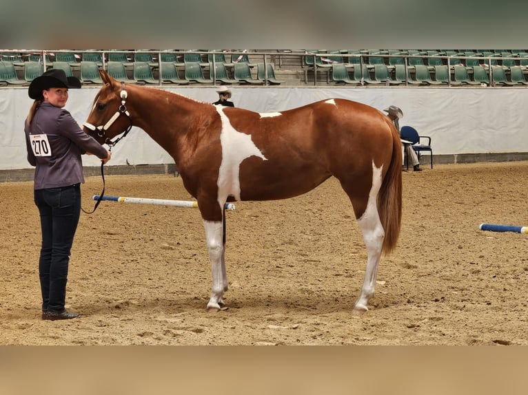 American Paint Horse Stute 2 Jahre 160 cm Tobiano-alle-Farben in Aurach Am Hangar