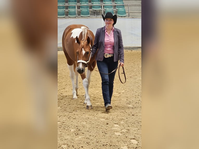 American Paint Horse Stute 2 Jahre 160 cm Tobiano-alle-Farben in Aurach