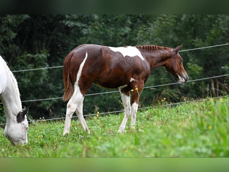 American Paint Horse Stute 2 Jahre 160 cm Tobiano-alle-Farben in Aurach